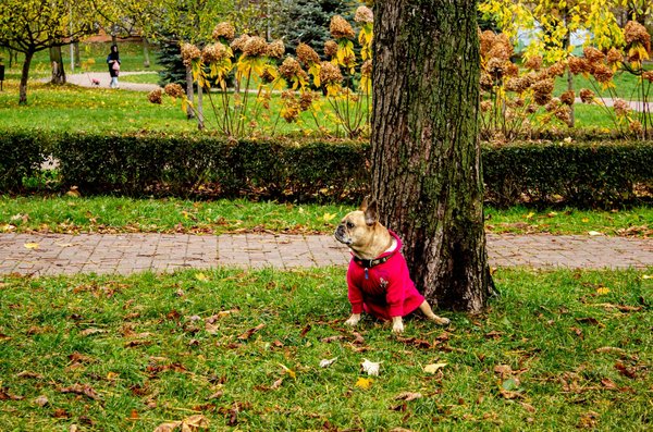Comment structurer une assiette équilibrée : Guide pratique pour une alimentation saine