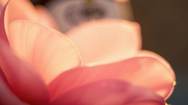 Fleurs de CBD : 7 critères pour faire le meilleur choix